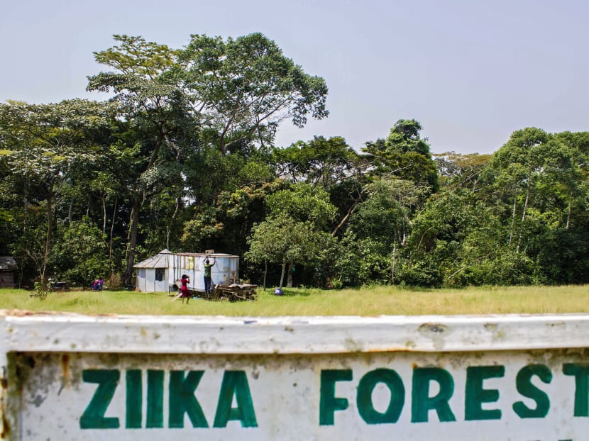 A picture taken on January 29, 2016 shows a sign post leading to the Ziika forest in Uganda near Entebbe. The Zika virus was first discovered in April 1947 after testing a macaque monkey in Ziika forest, Uganda by the scientists of the Yellow Fever Research Institute. Photo: AFP