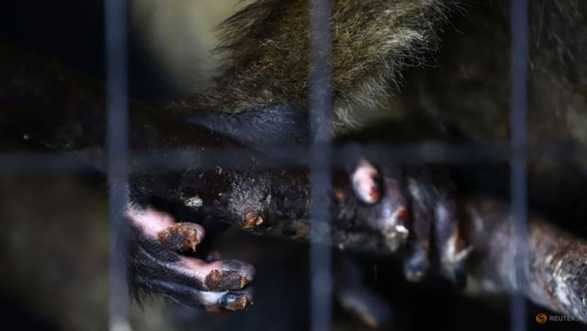 Capybaras, marsh deer, anteaters flee Argentina wildfires; many don't escape Capybaras, marsh deer, anteaters flee Argentina wildfires; many don't escape