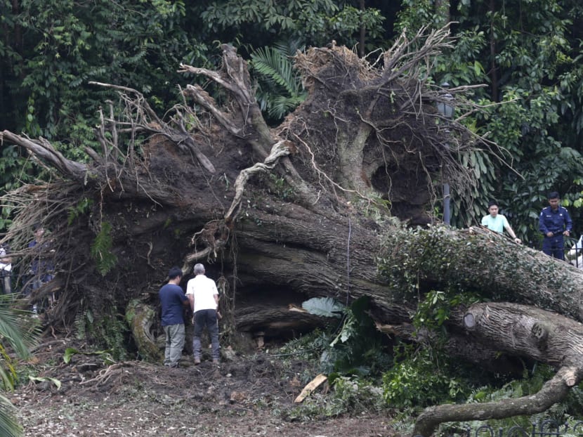 Fallen Tembusu tree at Botanic Gardens kills 1, injures 4 Fallen Tembusu tree at Botanic Gardens kills 1, injures 4