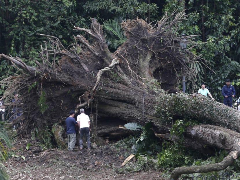 Authorities investigate a fallen Tembusu tree at the Singapore Botanic Gardens on Feb 12, 2017. Photo: Wee Teck Hian/TODAY