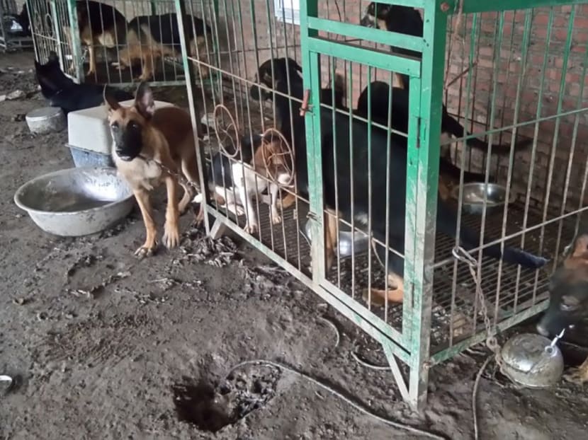 Beijing police found stolen pet dogs at the workshop. Photo: Handout via SCMP