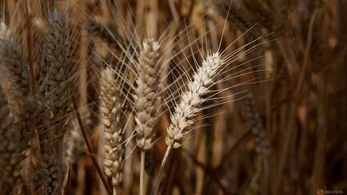 China’s farm ministry seeks to salvage damaged wheat