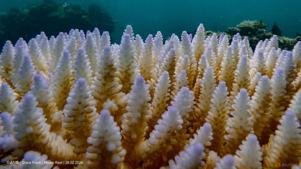The world’s coral reefs are bleaching. What does that mean?