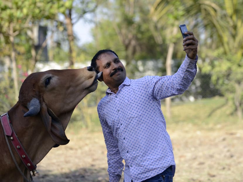 When humans, fuelled by the selfie culture, imperil wildlife