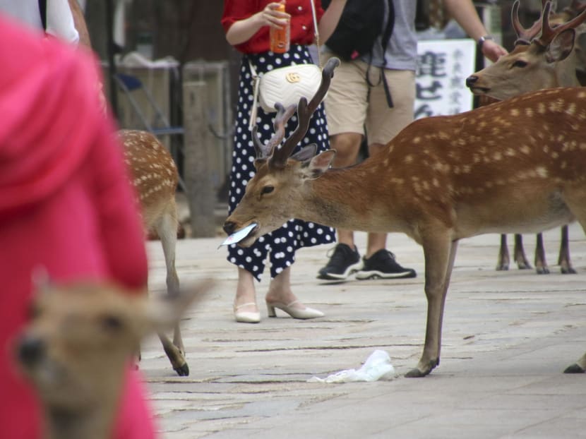 A deer at Nara Park, western Japan, eating trash left behind by visitors.