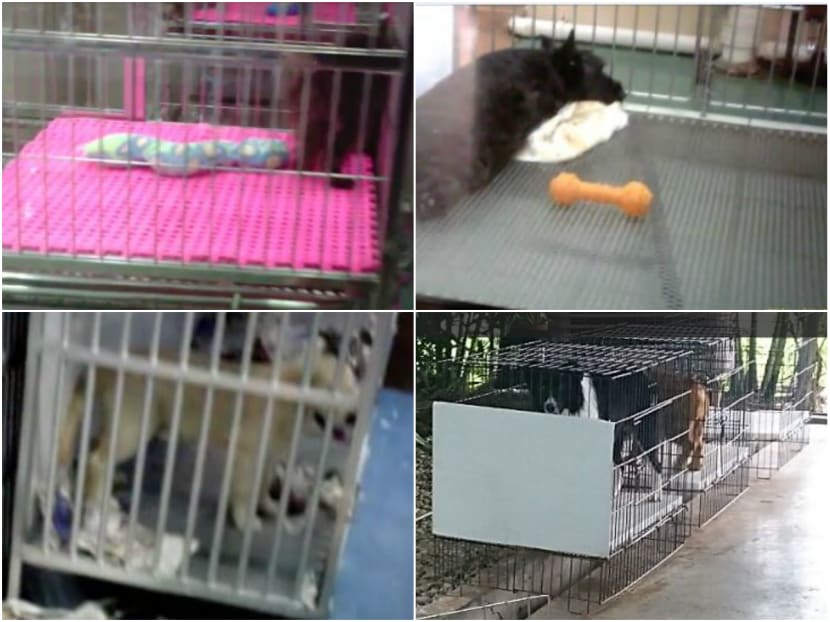 5 pet farms, 1 pet shop still flouting welfare guidelines, ACRES finds 5 pet farms, 1 pet shop still flouting welfare guidelines, ACRES finds
