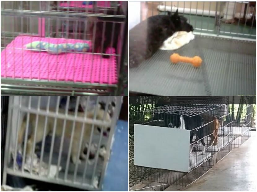 Some pet shops improved conditions, such as placing mats over mesh and giving animals more space (top two pictures). But 1 pet shop (bottom left) and some farms (bottom right) still failed to provide basic animal welfare. Photos: ACRES