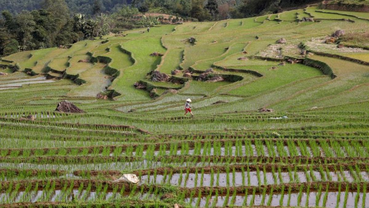 Vietnam says not in deal with Thailand to jointly raise rice prices