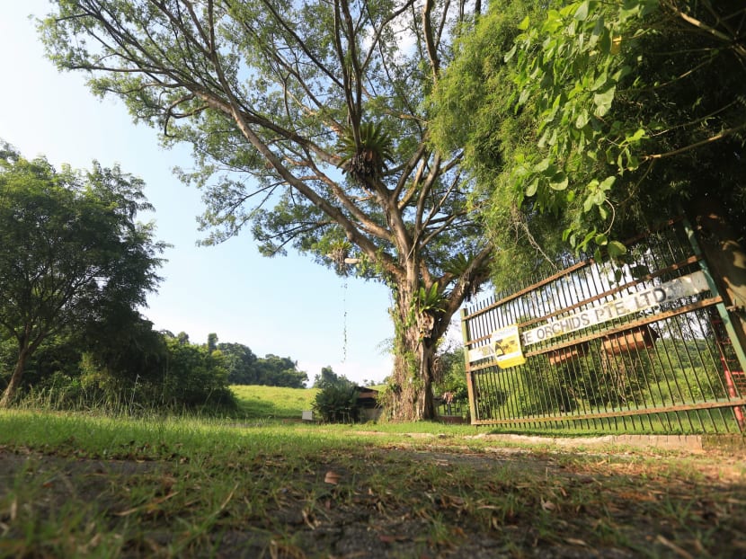 The site of the future Bird Park in Mandai. Photo: Koh Mui Fong/TODAY