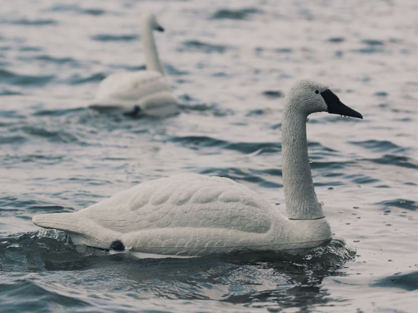 Robot swans are being tested in Singapore to offer real-time quality water monitoring. Photo: Channel NewsAsia/Jack Board