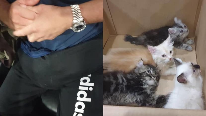  Man who hid smuggled kittens in pants jailed; elderly mother also imprisoned
