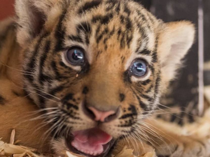 First successful birth of critically endangered Malayan tiger cubs at Wildlife Reserves Singapore in 23 years