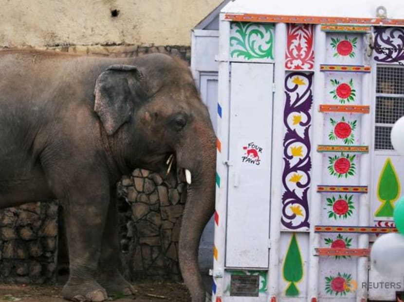 Cher in Pakistan to send off elephant she worked to free Cher in Pakistan to send off elephant she worked to free