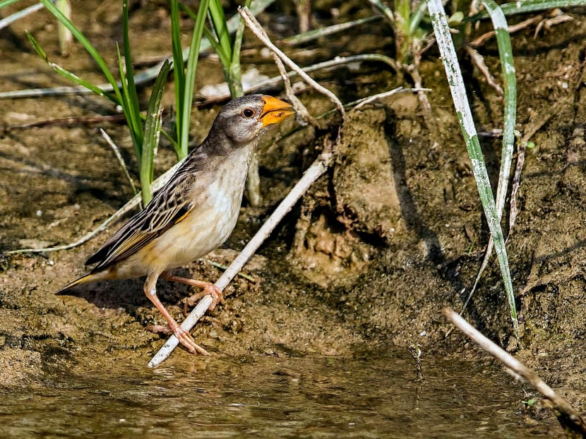 A female Red-billed Quelea photographed at Punggol Barat on April 18 this year. Photo courtesy of Johnson Chua