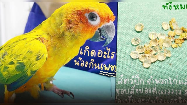 泰国鹦鹉误吞21颗钻石 急动手术取出