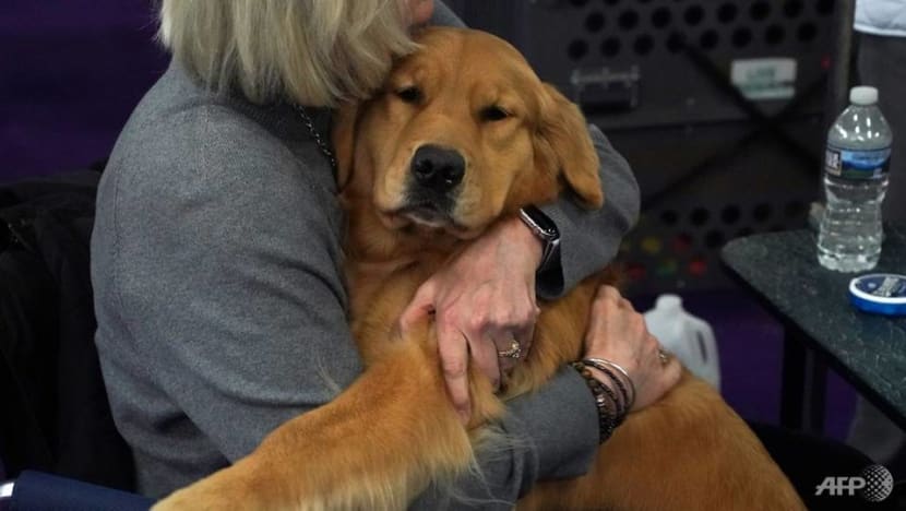 16 dog food brands linked to canine heart disease: FDA 16 dog food brands linked to canine heart disease: FDA