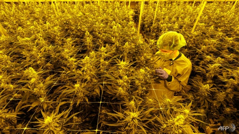 Germany revamps cannabis plan after opposition Germany revamps cannabis plan after opposition