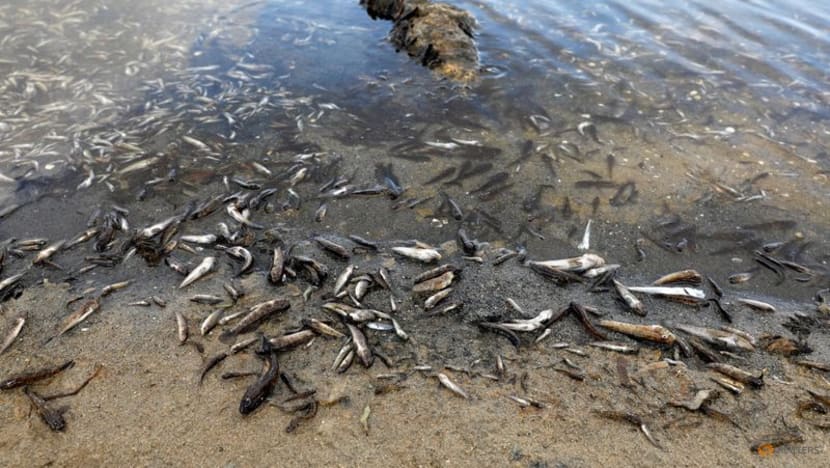 World’s oceans at most acidic level in 26,000 years, climate report warns World’s oceans at most acidic level in 26,000 years, climate report warns