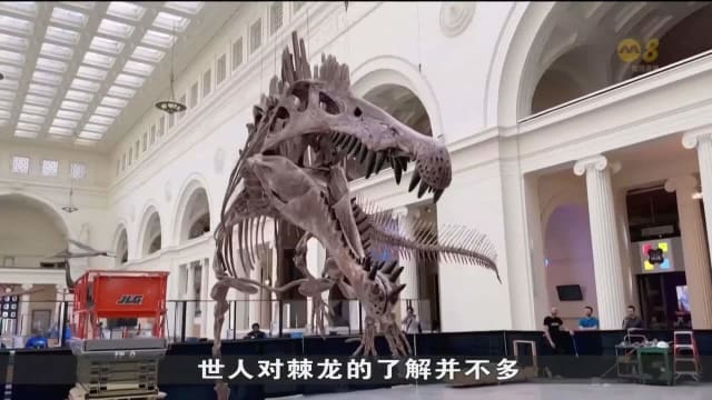 世界最大食肉恐龙骨骼 周末在美国芝加哥亮相