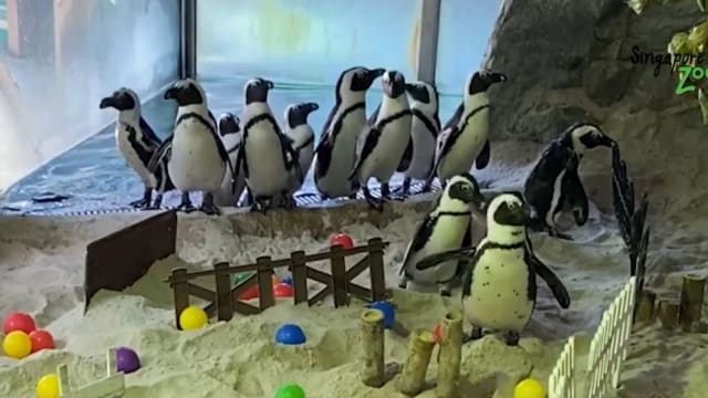 【冠状病毒19】动物园为呆萌企鹅设障碍赛 网赞：太可爱
