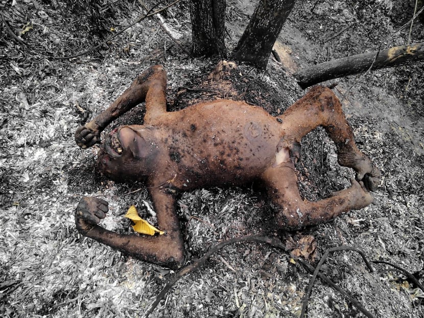 In this undated picture taken late on February 2016 and released by Center of Orangutan Protection on March 3, 2016, shows the body of an orangutan after a forest fire at Kutai National Park in Bontang, East Kalimantan province. Photo: AFP