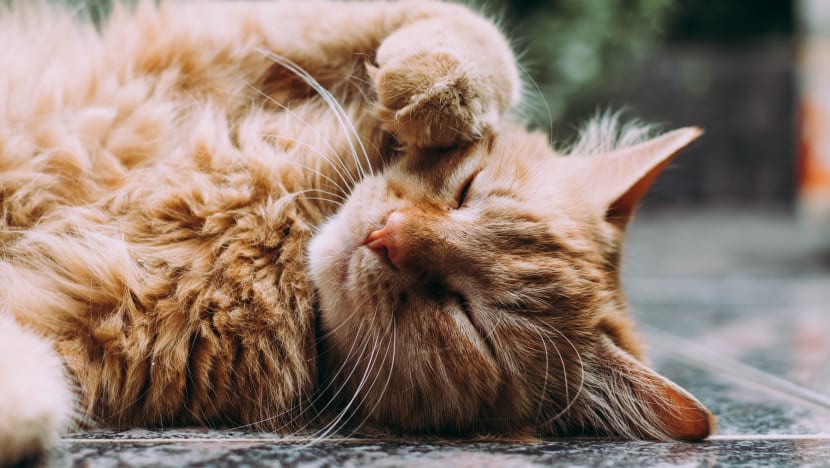 Kucing anda hilang? Usah bimbang, cuba tip ini untuk cari kucing kesayangan anda Kucing anda hilang? Usah bimbang, cuba tip ini untuk cari kucing kesayangan anda