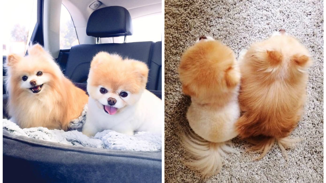 全球最可爱狗狗boo走了主人 同伴在彩虹桥另一端等着它 8world