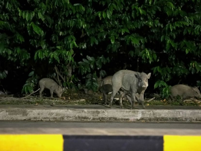 The National Parks Board said that feeding wild boars can cause the animals to become aggressive.