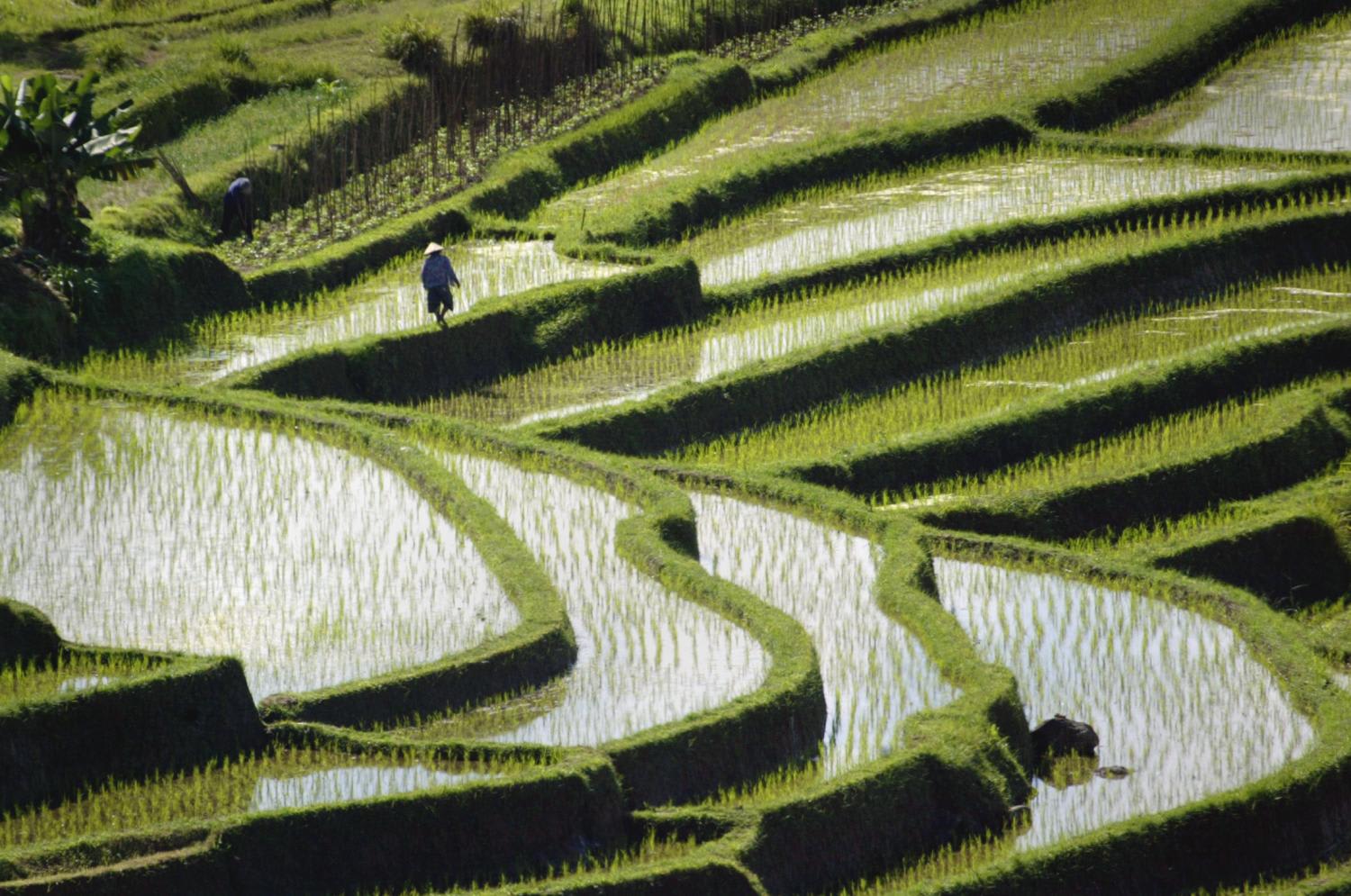 Terraced paddies are seen near Jatiluwih in central Bali, Indonesia. Singapore's Transport Minister S Iswaran said that Indonesia plans to launch a trial to allow vaccinated travellers to enter Bali from mid-March. 