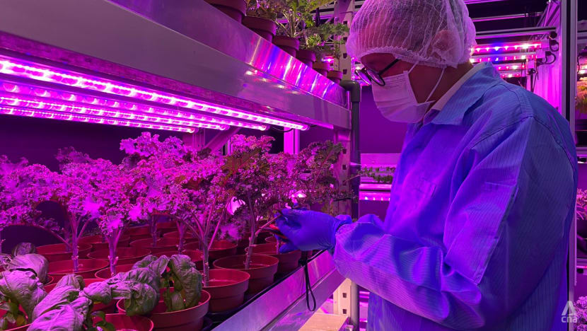 A manufacturer and a food caterer among new players feeding Singapore’s urban farming boom A manufacturer and a food caterer among new players feeding Singapore’s urban farming boom