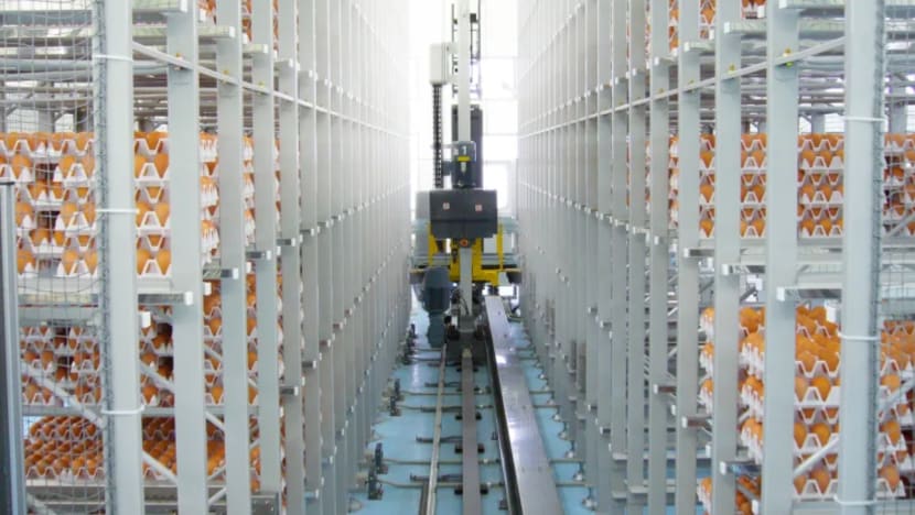 Singapore's fourth egg farm to begin operations in 2024 Singapore's fourth egg farm to begin operations in 2024