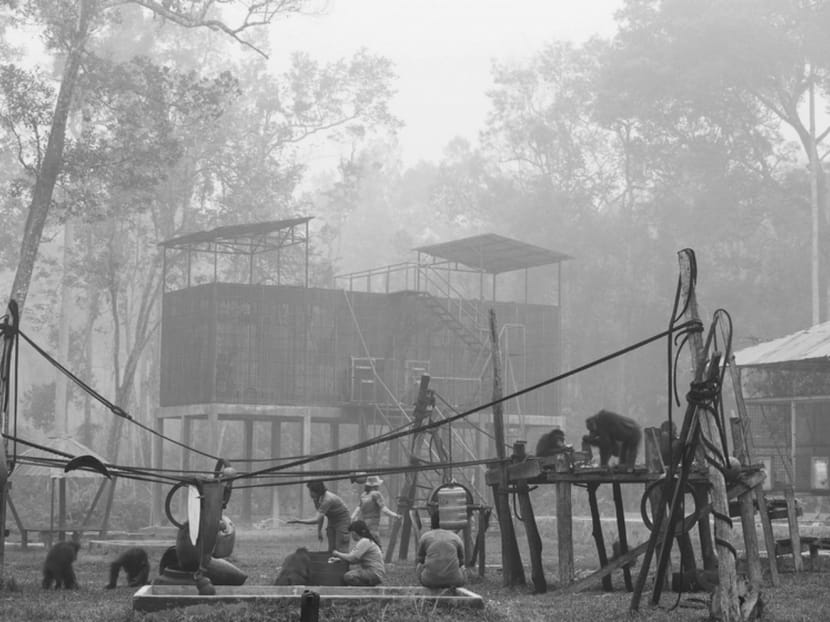 Orangutans feed and play in a haze-covered playground at the Borneo Orangutan Survival Foundation near the central Kalimantan town of Palangkaraya on Friday. As bad as the air may be in Singapore or Kuala Lumpur, it’s positively apocalyptic in places like Kalimantan where the pollution index reached nearly 2,000 last month. Photo: Reuters