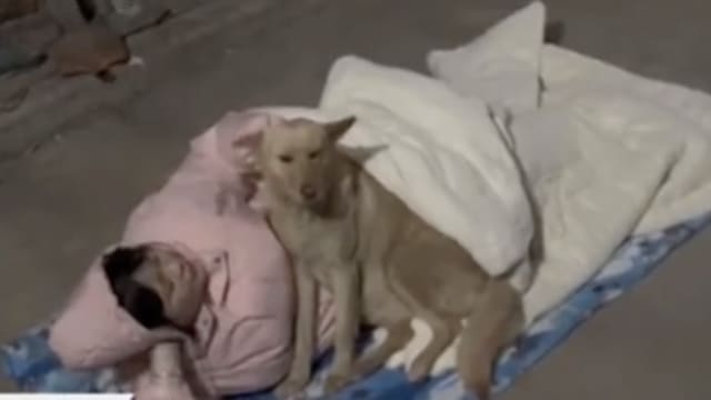 中国18岁女子拒相亲 被外婆赶出家门与狗儿睡