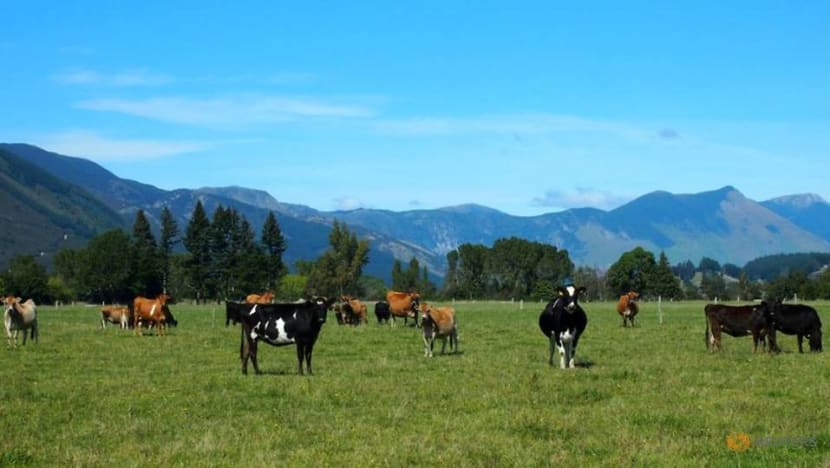New Zealand says it has not been notified by Chinese authorities about COVID-19 in its meat New Zealand says it has not been notified by Chinese authorities about COVID-19 in its meat