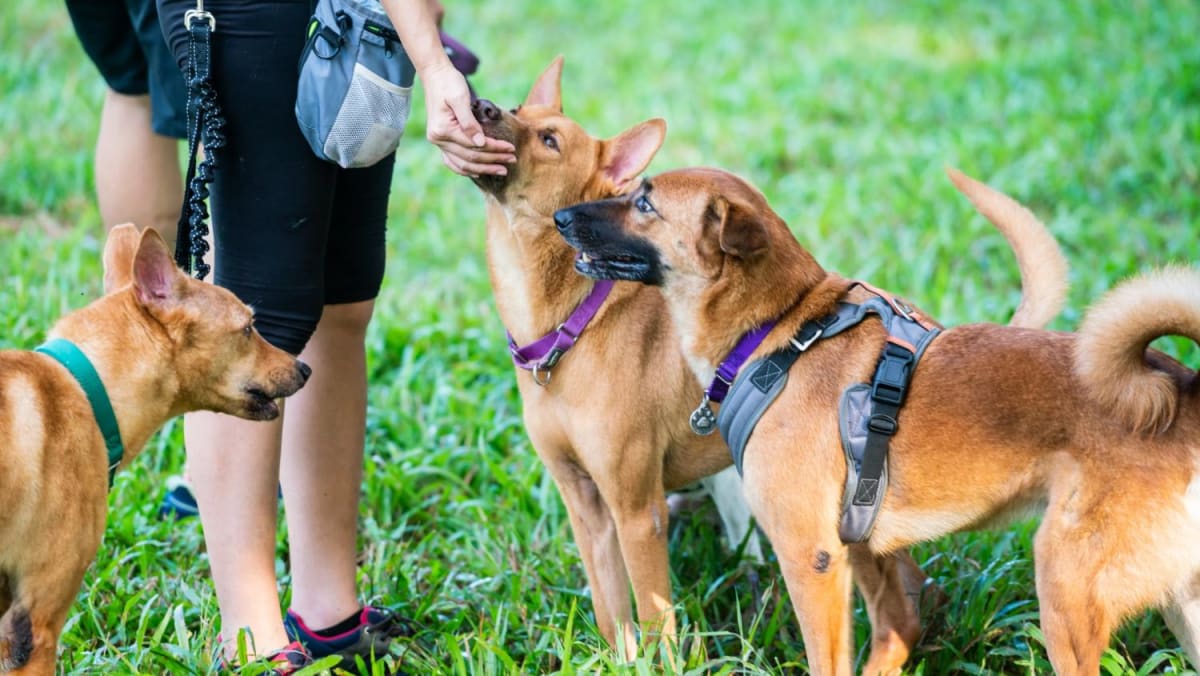 Larger mixedbreed dogs can be rehomed in HDB flats after twoyear