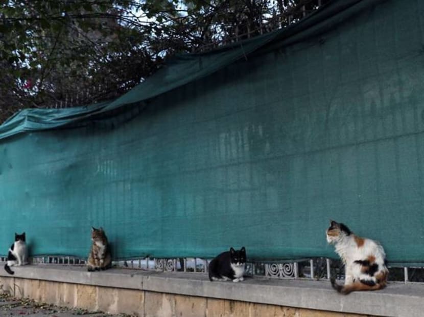 Despite ancient cat connections, Cyprus is swamped with strays Despite ancient cat connections, Cyprus is swamped with strays