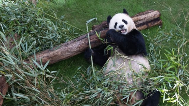 在卡塔尔胖了三公斤 中国两大熊猫正式亮相 