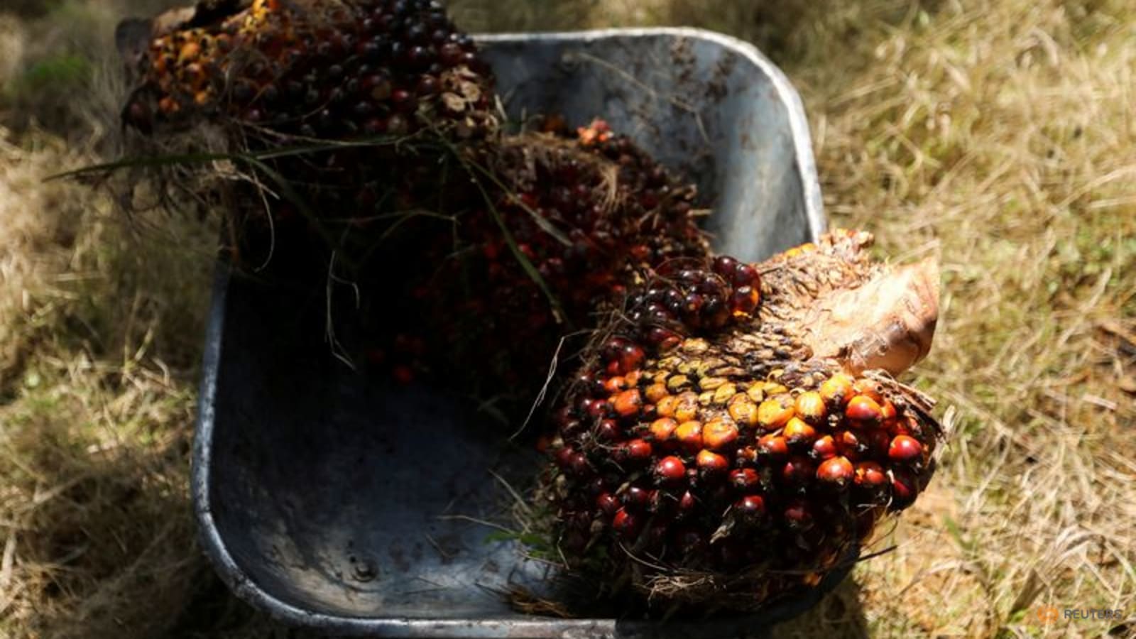 Malaysia's November palm oil exports rose 2.8 pct -SGS