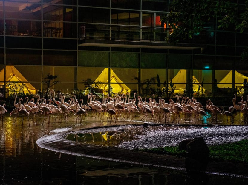 What it's like to go glamping with a view of flamingos at Jurong Bird Park 