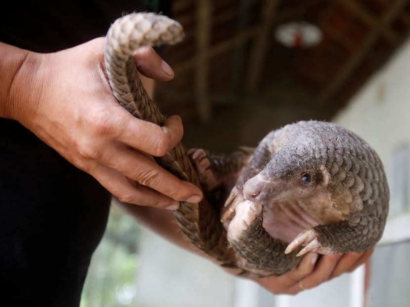 A man holds a pangolin at a wild animal rescue center in Cuc Phuong, outside Hanoi, Vietnam September 12, 2016. A man holds a pangolin at a wild animal rescue center in Cuc Phuong, outside Hanoi, Vietnam September 12, 2016.
