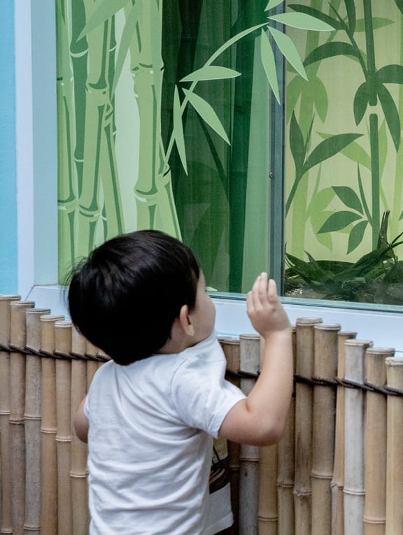 A young boy looks at Le Le, the first giant panda cub born in Singapore, at River Wonders' giant panda forest on Dec 30, 2021.