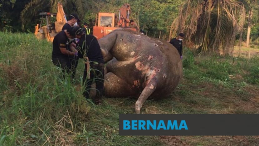 Peluru tembus tengkorak punca kematian gajah pygmy