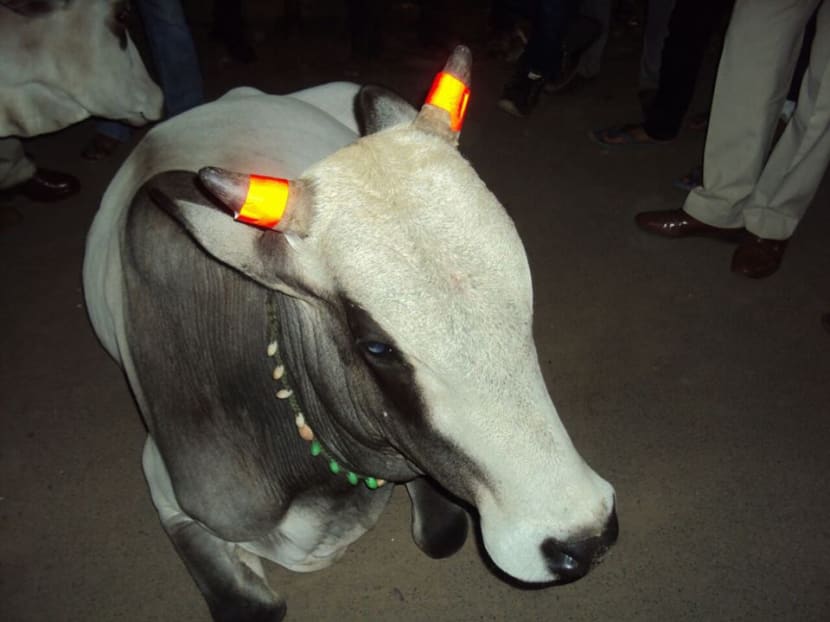 Police in central India are sticking glow-in-the-dark strips on the horns of stray cattle to prevent motorists from crashing into them. Photo: Facebook / Patrika Photos