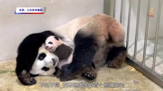 前线追踪 | 小熊猫离开 有助大熊猫嘉嘉再拼下一胎？