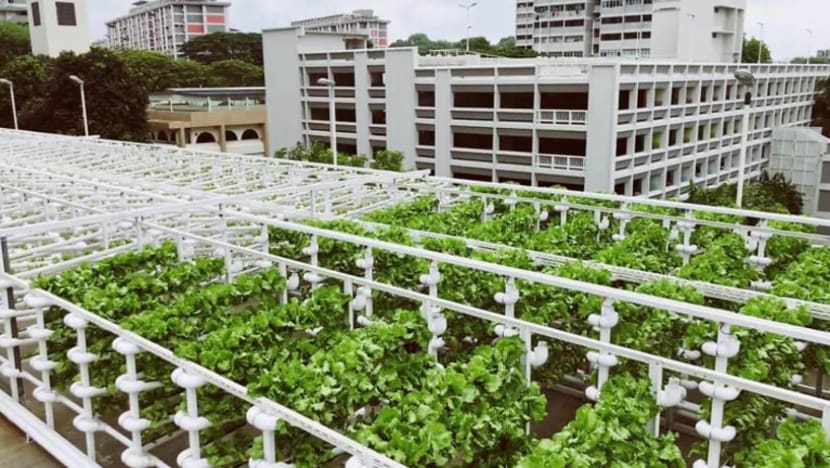 SFA lancar tender 7 tapak pertanian bandar di bumbung tempat letak kenderaan HDB