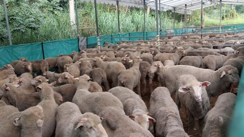 Lebih 3,270 kambing korban JKMS ditempah setakat ini, melepasi sekitar 2,950 yang ditempah tahun lalu Lebih 3,270 kambing korban JKMS ditempah setakat ini, melepasi sekitar 2,950 yang ditempah tahun lalu