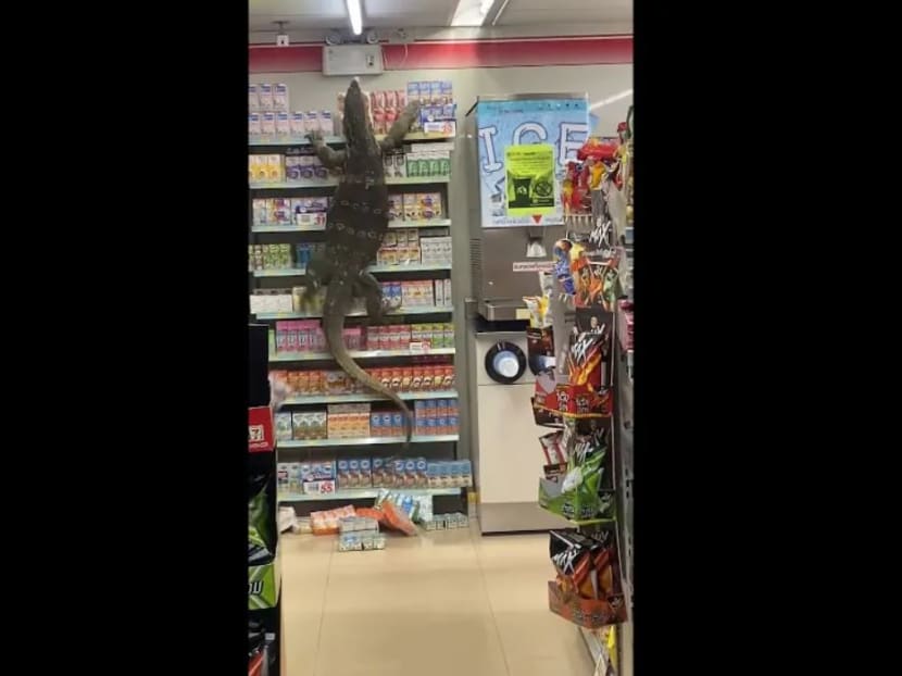 The four-legged reptile’s supermarket escapade was captured in a now-viral clip that has been viewed 5.7 million times on Twitter.