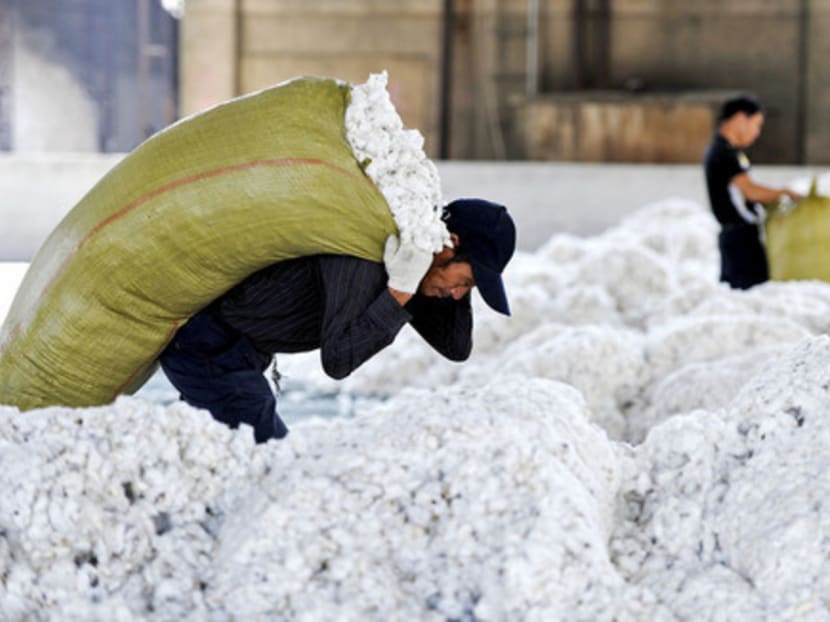 A worker carries a sack of cotton at a cotton purchasing station in Anhui province. Most cotton grown in China is genetically modified to discourage the bollworm. PHOTO: REUTERS