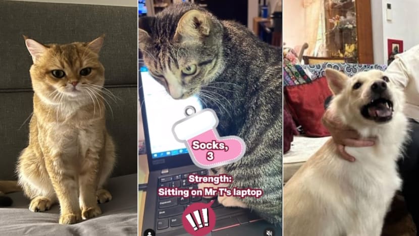 Commentary: Why are voters interested in the pets of Singapore’s presidential candidates? Commentary: Why are voters interested in the pets of Singapore’s presidential candidates?