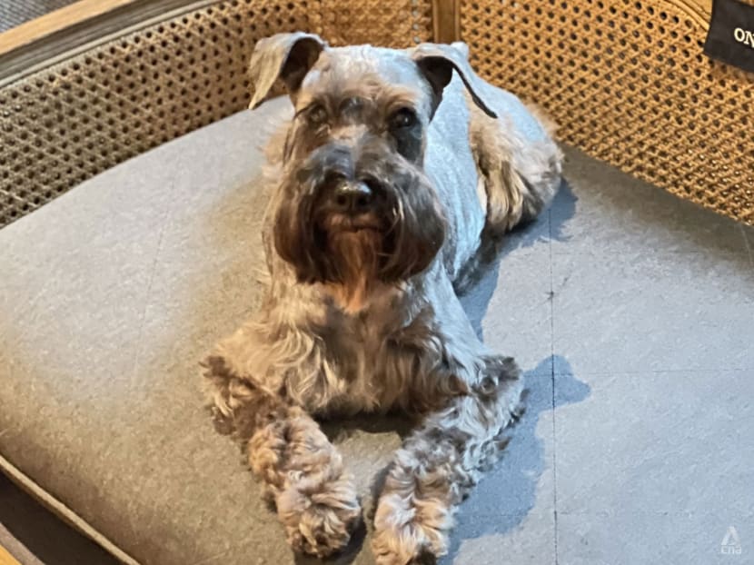 S$1,450 a night: Singapore pet owners pamper their furkids with ‘spa-cations’ S$1,450 a night: Singapore pet owners pamper their furkids with ‘spa-cations’